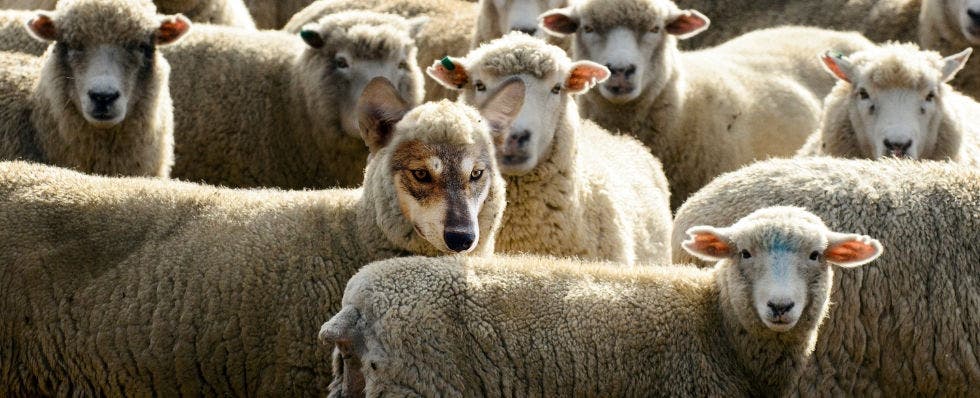 Wolf in sheep's clothing hiding among a flock of sheep