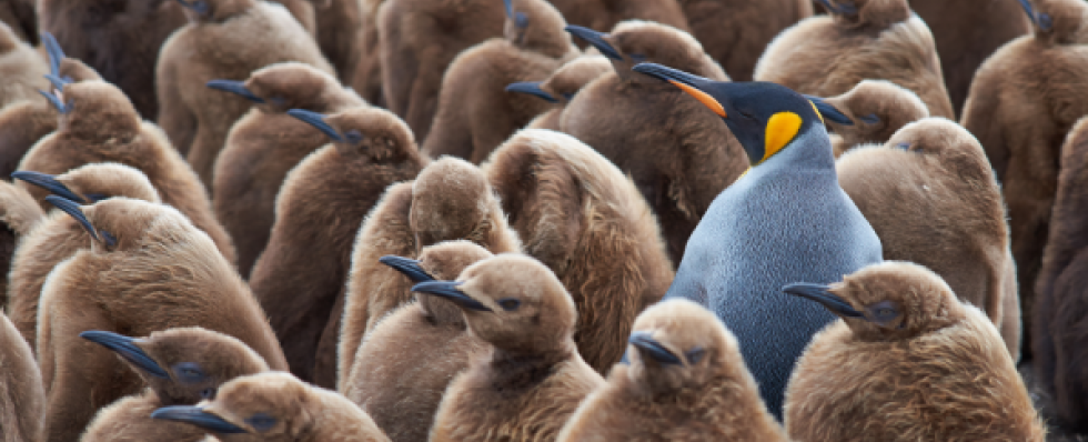 penguins